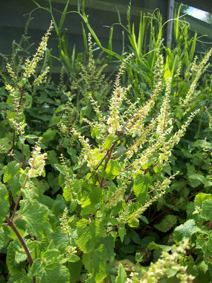 Wood Sage